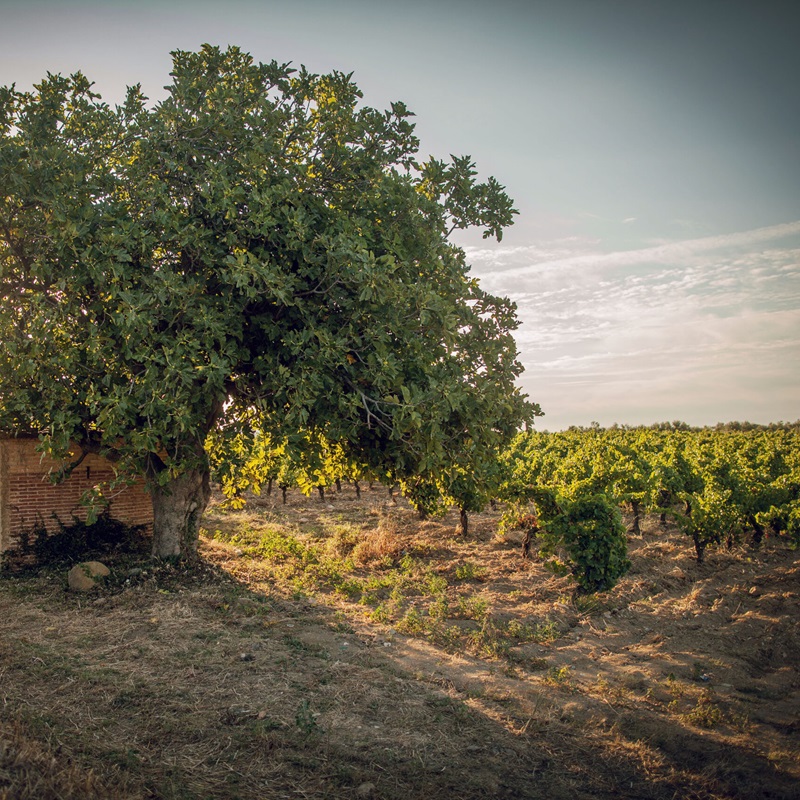 Vinyes Velles Negre — DO Empordà