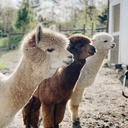 Xal Baby Alpaca