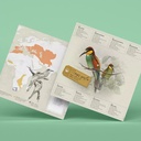 3D paper figure — Merops apiaster