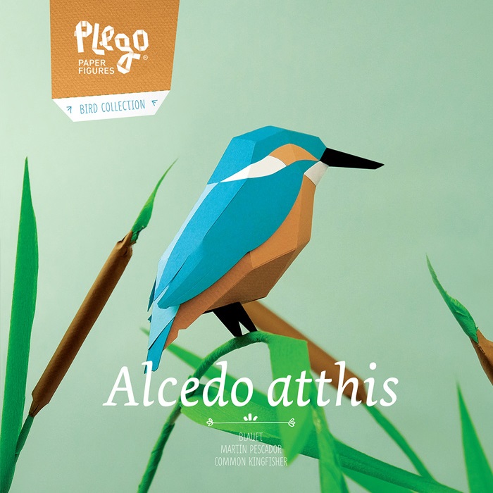 [324416104-6-*] Alcedo atthis