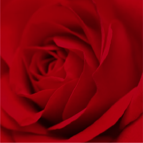 [322121701-4-2024] Sant Jordi's rose