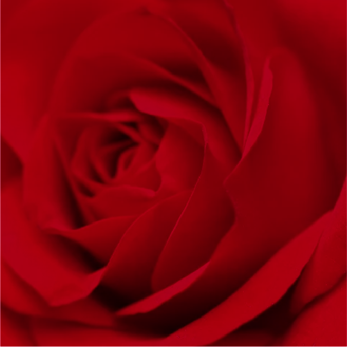 [322121704-4-2025] Rosa de Sant Jordi